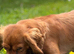 Cavalier King Charles puppies (extensively health tested)