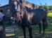 Sport horse