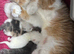exotic female kitten