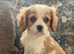 Cavalier King Charles