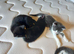 Kittens for sale
