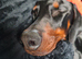 Doberman male needing new home