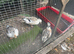 Miniature Silver Appleyard hatching eggs