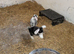 Rabbits for sale