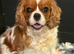 Stunning HEALTH TESTED cavalier pups