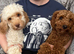 Cockapoo Puppys