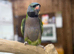 Derbyan parrot