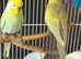 Adult Budgies Various colours