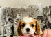Beautiful King Charles spaniel