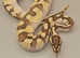 8 mth old enchi lesser 100% het clown ball python