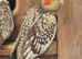 Pair of pearled split fallow cockatiels
