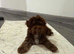 Chocolate Cavapoo boy