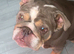 Female English bulldog for sale