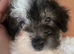 Toy poodle Puppies