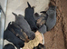 KC Reg German Shepherd Puppies READY NOW!