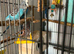 Budgies