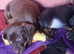 4 adorable dachshund puppies