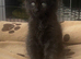 2 Beautiful Maine Coon Boys Looking for Love