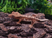 Crested Gecko's