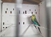 Blackwing budgie pair