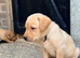 Yellow/dark yellow Labradors