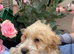 Cockapoo puppies