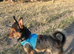 Beautiful chorkie boy