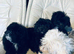 Beautiful Black Maltipoo