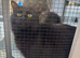 Beautiful Black Beautys maincoon X