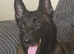 13 week Belgian malinois x dutch herder