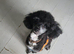 5 year old toy poodle female