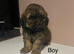 Stunning Shih Tzu x poodle puppies for sale