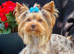 Adult Merl Male Yorkie