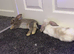 2 rabbits for sale