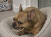 Countryside Home Wanted for Adored French Bulldog