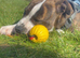 Staffordshire bull terrier x American bulldog