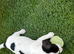 Jack Russell puppies for sale
