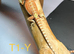 Baby bearded dragons