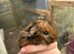 2 baby boy guiena pigs