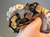 Female Orange Dream het Clown