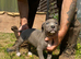 Beautiful Litter of 8 Week Old Lurcher Puppies
