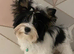 Beautiful small Biewer Yorkshire Terrier Pedigree