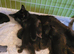 Gorgeous kittens looking for furever homes