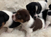 Jack Russel pups