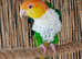 Pair of Green-Thighed Caiques RARE