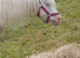 Few spot mare in foal (Project or Broodmare)