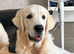 Kc golden retriever