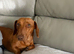 Dachshund for sale