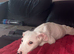 Saluki x Dalmatian pup