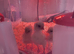 8 x white star chicks